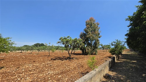 Terreno Agricolo e Ciliegeto a Castellana Grotte